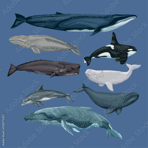 eight whales animals sealife