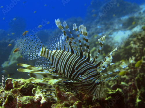 Lionfish in red sea