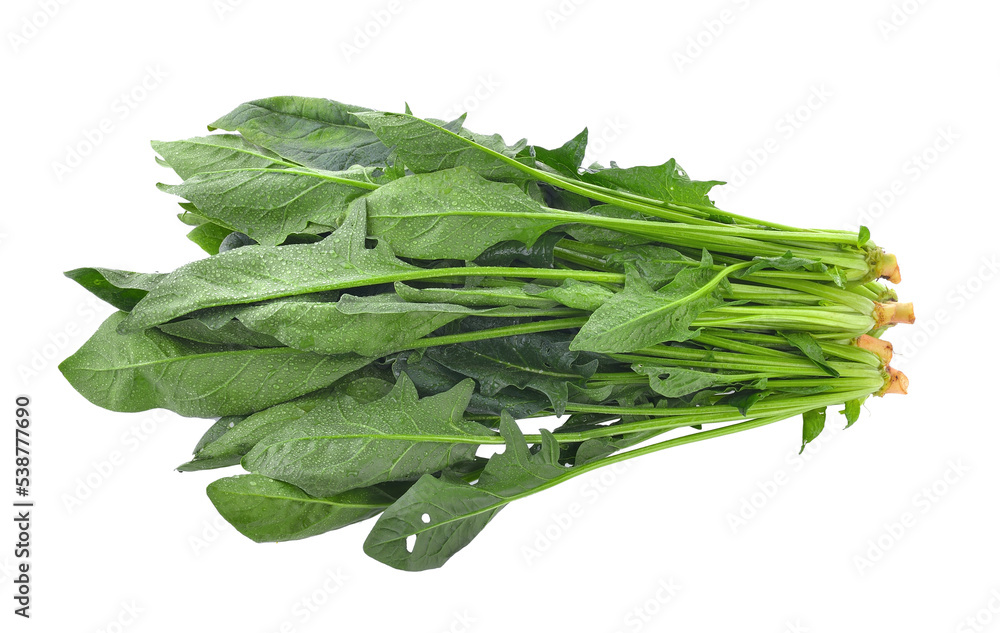 Spinach leaves isolated on transparent png Spinach leaves isolated on transparent png