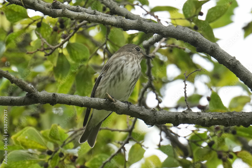 grey streaked flycatcher on a perch