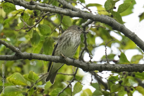 grey streaked flycatcher on a perch