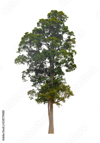 Mature big tropical tree isolated on white background for design usage purpose.