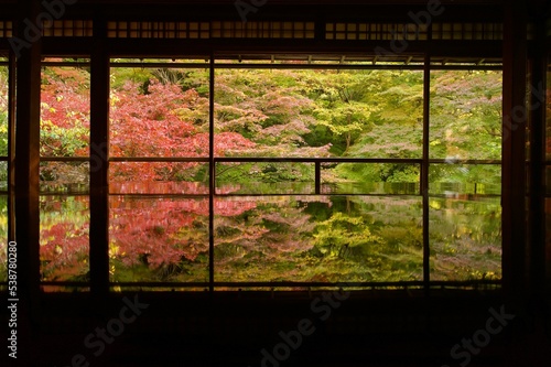 the reflection of Japanese maple in Autumn 