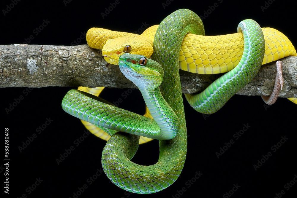 Obraz premium Two vipers on a tree branch