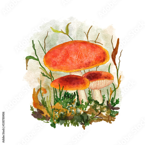 Hand drawn watercolor forest mushroom, edible poisonous fungi in wood woodland. Autumn fall nature design, toadstool webcap fly agaric print, wild fungus art.