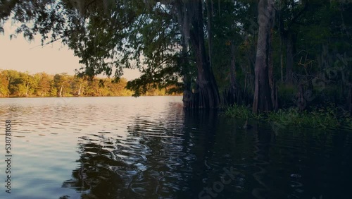 Louisiana swamp bay cypress trees and cypress knees golden hour dolly in