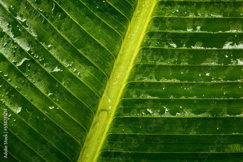 close up banana leaf texture photo