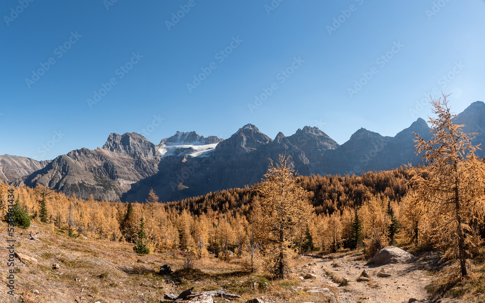 Obraz premium Larch Madness XI. 