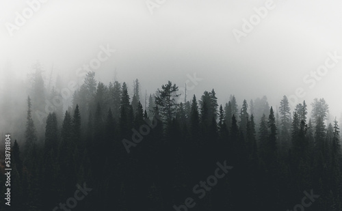 Misty Trees