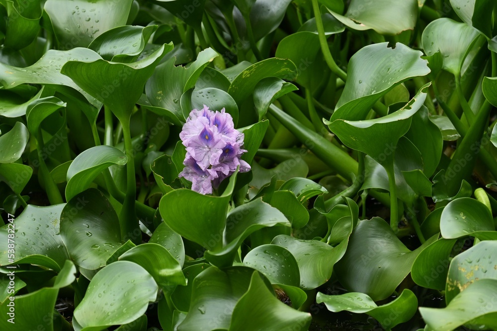Water hyacinth flowers. Pontederiaceae aquatic plants native to Brazil