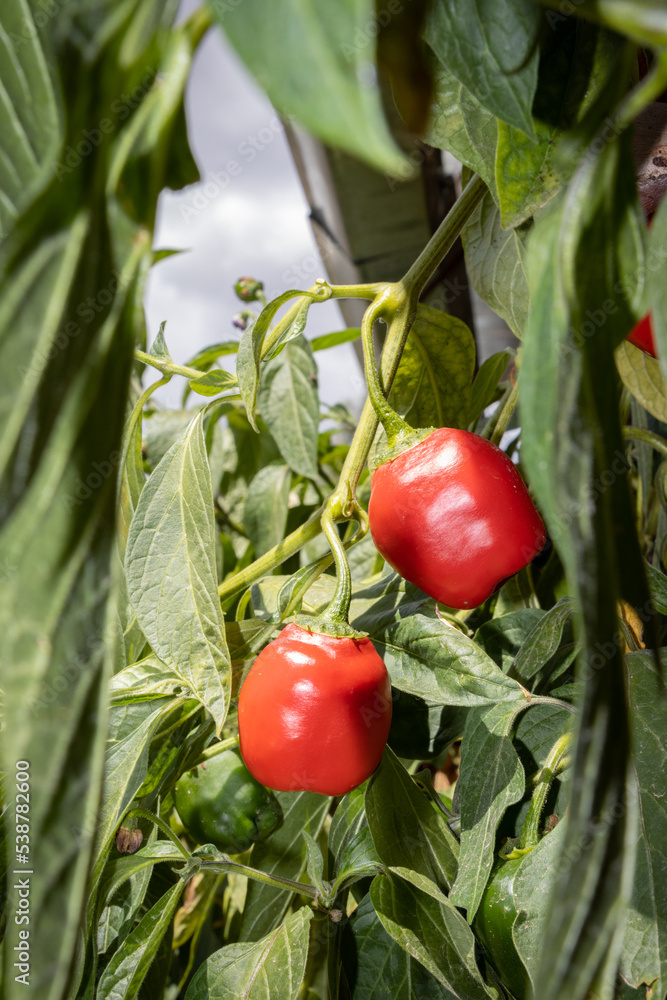 Foto de Rocoto, ají peruano, fruto maduro en planta listo para ser ...