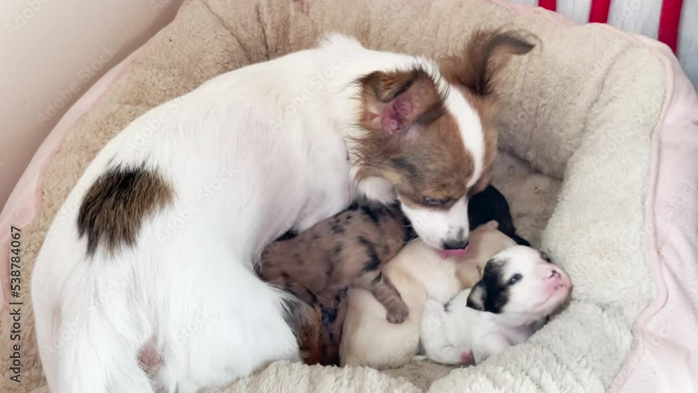 Mother dog in dog bed with her small puppies. Looking at camera. Mother dog in dog bed with her small puppies. Looking at camera.