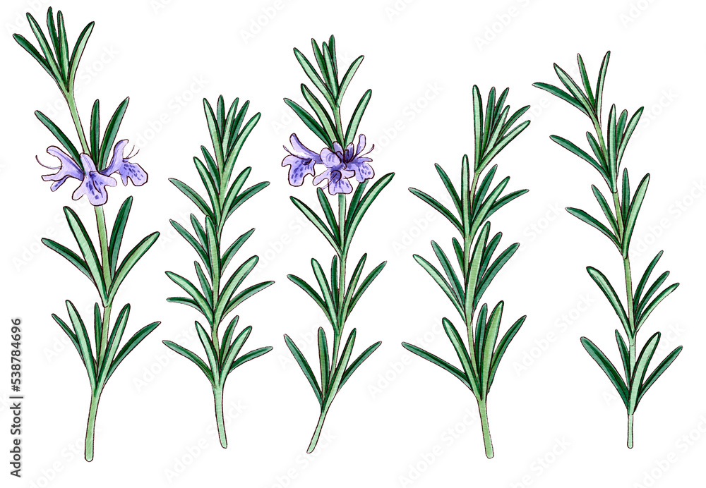 drawing rosemary with flowers and green leaves, Salvia rosmarinus, medicinal plants, aromatic herbs, hand drawn illustration drawing rosemary with flowers and green leaves, Salvia rosmarinus, medicinal plants, aromatic herbs, hand drawn illustration