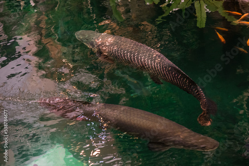 Arapaima or pirarucu