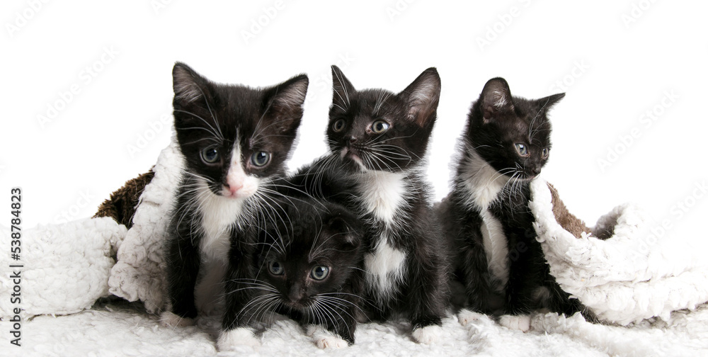 cute kittens on an isolated background