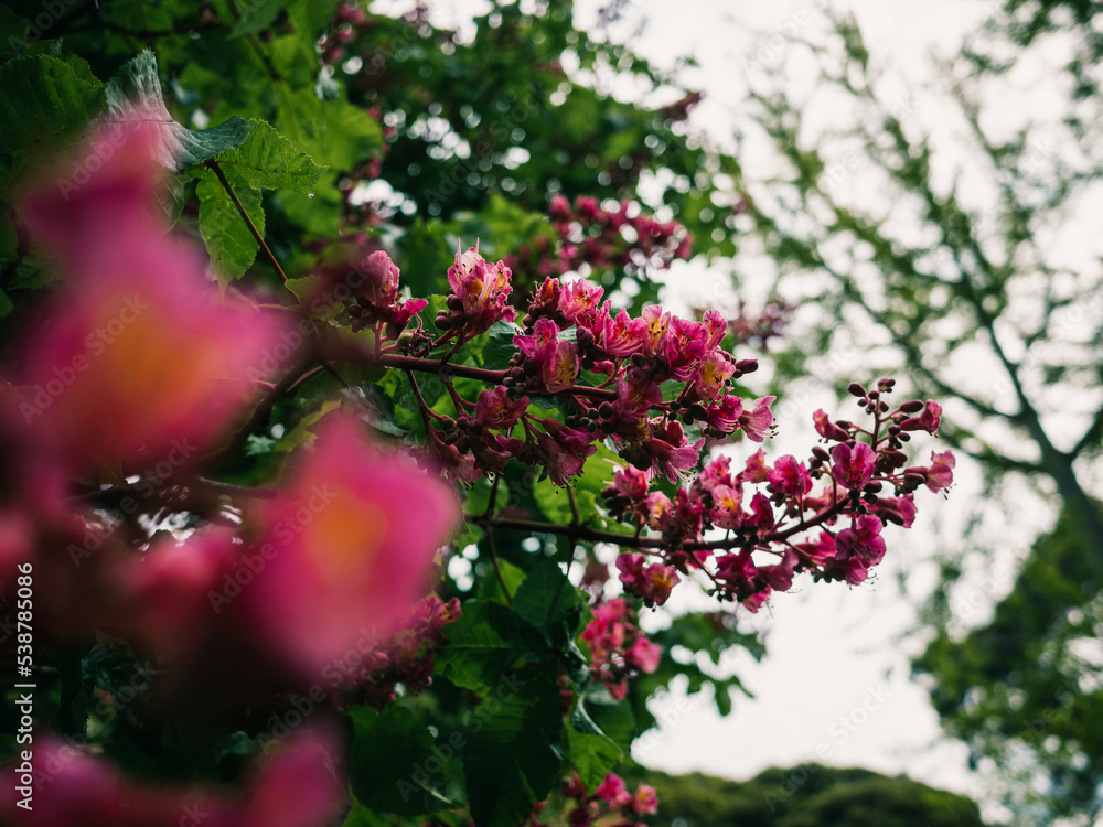 Fototapeta premium Tree with flowers