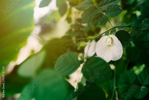 white Pea flowers