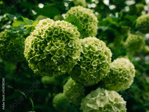 Green flowers