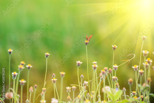 Butterfly on green grass field with flowers  A beautiful butterfly in a meadow in orange and green tones