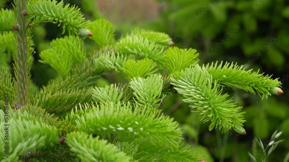 Tip Of Branch Of Coniferous Tree Nordmann Fir - close up Tip Of Branch Of Coniferous Tree Nordmann Fir - close up