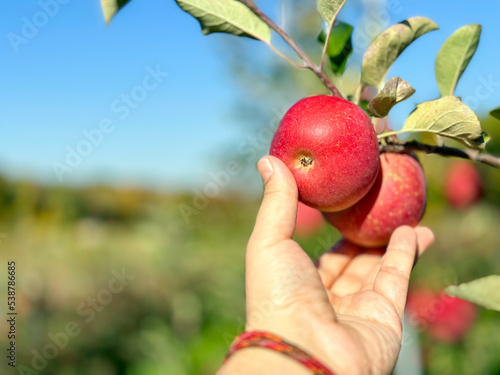 Picking organic apples in an orchard