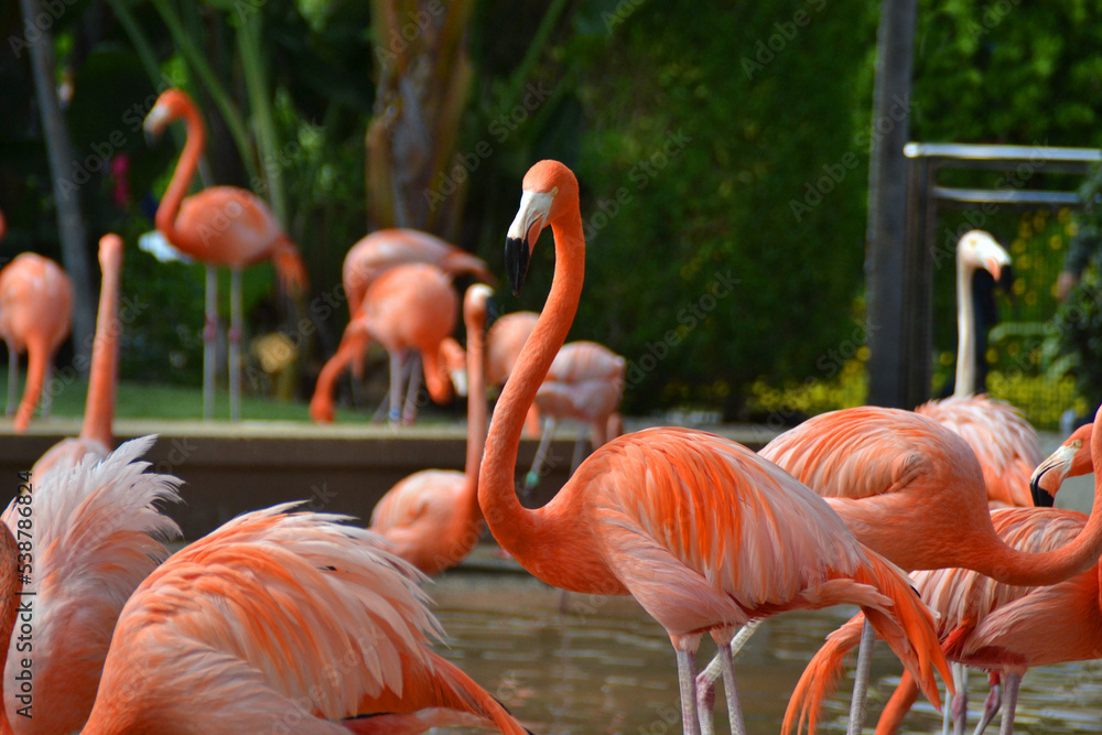 A group of brightly coloured flamingo standing in a pond in San Diego A group of brightly coloured flamingo standing in a pond in San Diego