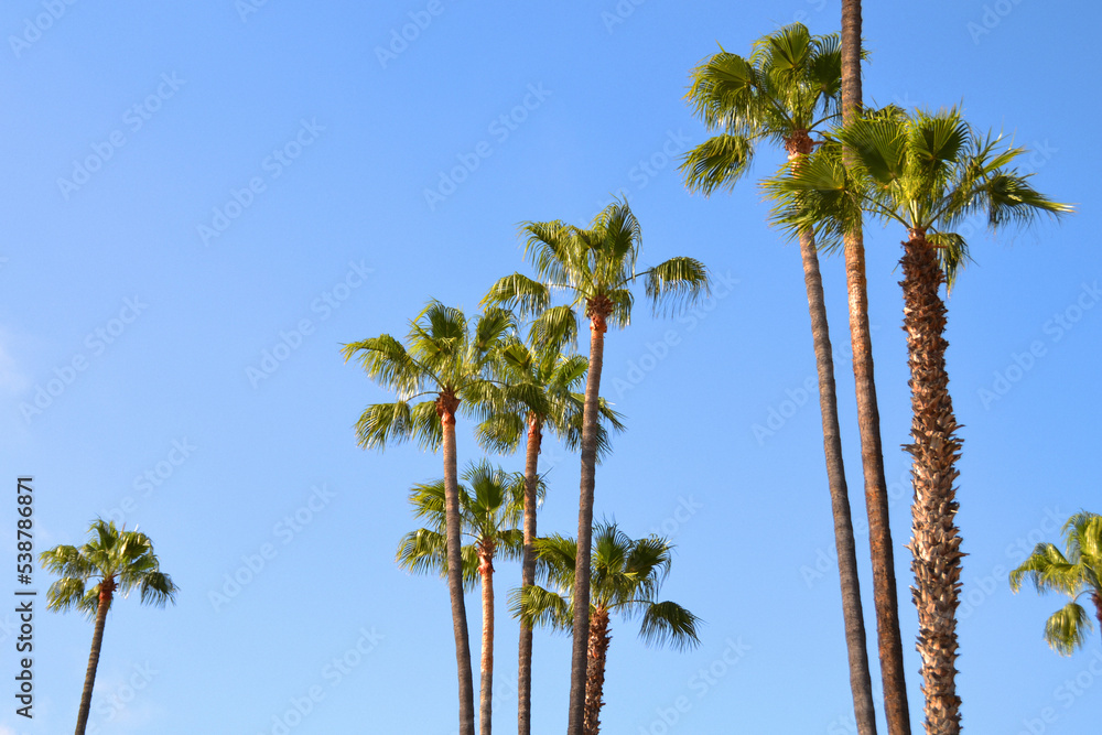 Obraz premium Palm trees against a blue sky, Los Angeles, United States.