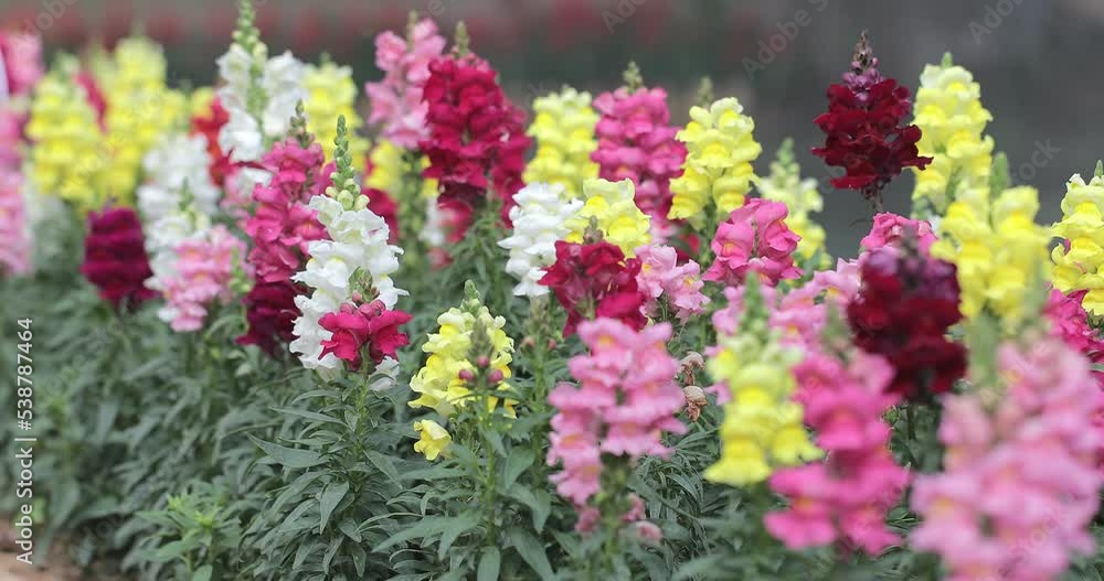Beautiful snapdragon flowers blooming in spring day. Antirrhinum majus. Beautiful snapdragon flowers blooming in spring day. Antirrhinum majus.