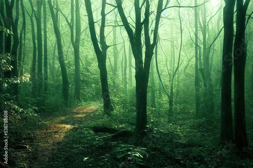 A dark and moody forest path with the sunlight peaking through the canopy on the the forest floor