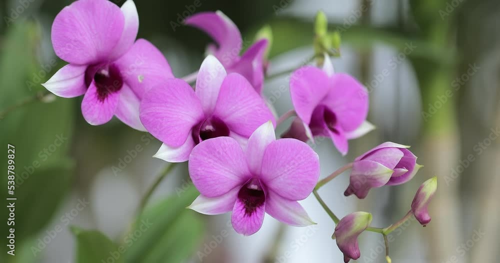 Beautiful orchid flower blooming at rainy season. Dendrobium Orchidaceae. Beautiful orchid flower blooming at rainy season. Dendrobium Orchidaceae.