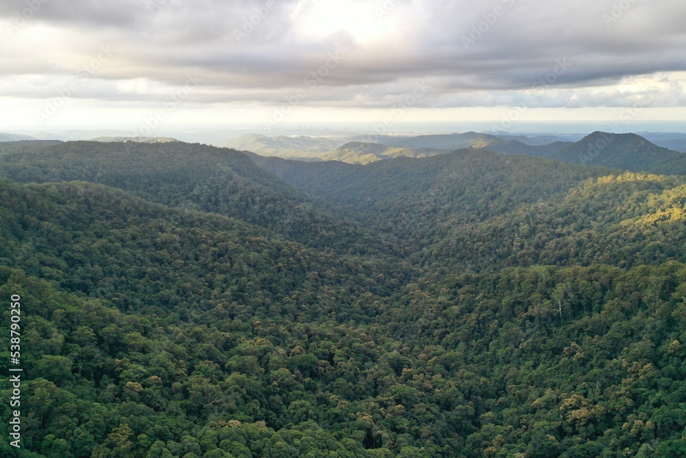 A sky view of deep forest