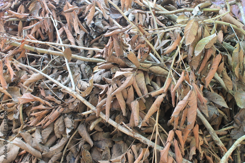 Garbage twigs and dried guava leaves next to the house

