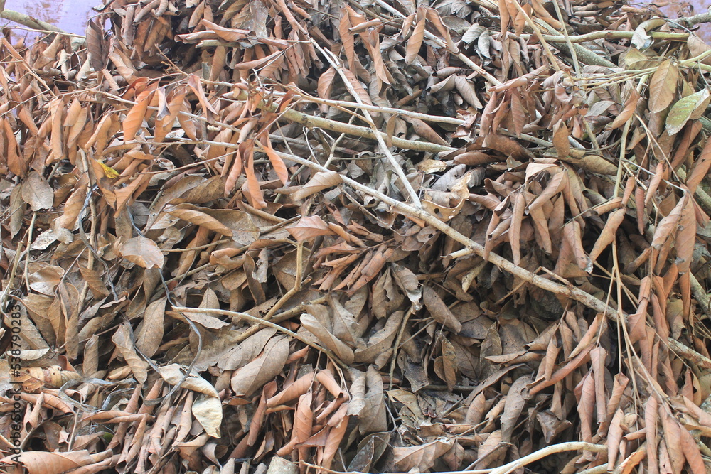 Garbage twigs and dried guava leaves next to the house

