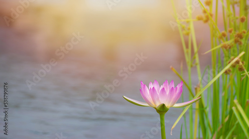 Pink Lotus flower and Lotus flower plants, beautiful lotus flower in blooming at sunset