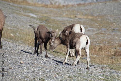 Sheep Facing Off, Nordegg, Alberta