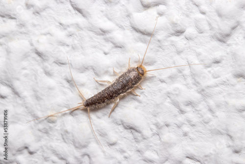 Silverfish insect, Lepisma saccharina, walking on a white wall