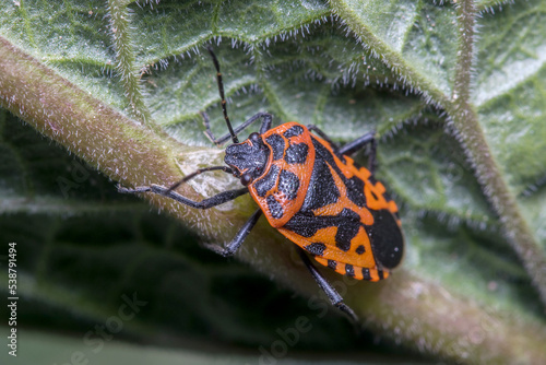 Eurydema ventralis walks on a green leaf on a sunny day photo