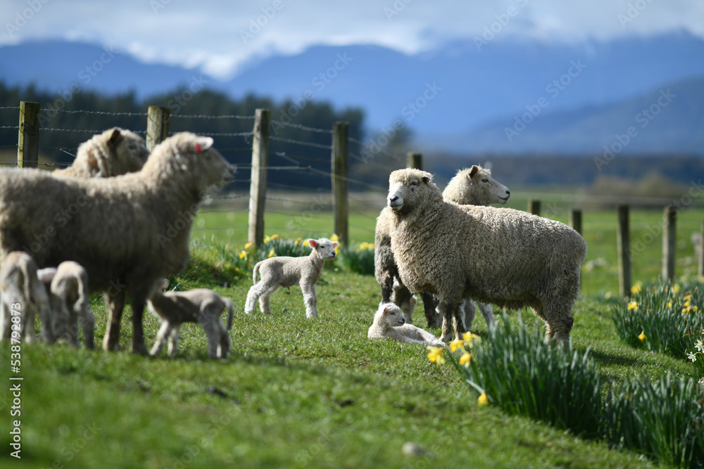 Spring lambs and sheep in a paddock of daffodils Spring lambs and sheep in a paddock of daffodils