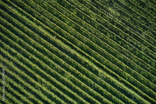 Aerial view of vineyard. Panoramic view of grape plantation valley in summer time aerial view. Sunny colorful vineyards landscape.