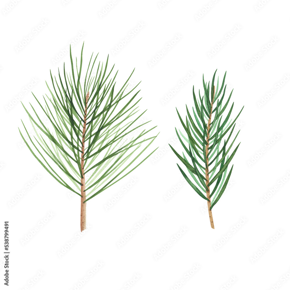 Christmas tree set branch isolated on white background. Watercolor hand drawn Xmas illustration Art design decoration Christmas tree set branch isolated on white background. Watercolor hand drawn Xmas illustration Art design decoration