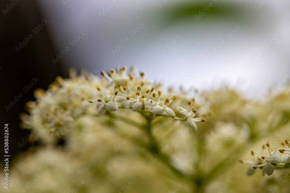 Sambucus nigra growing in meadow, close up Sambucus nigra growing in meadow, close up