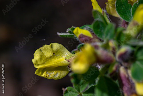 Cytisus hirsutus flower growing in forest, close up 
