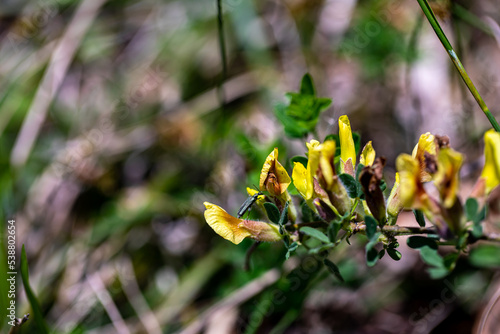 Cytisus hirsutus flower growing in forest, close up  © klemen
