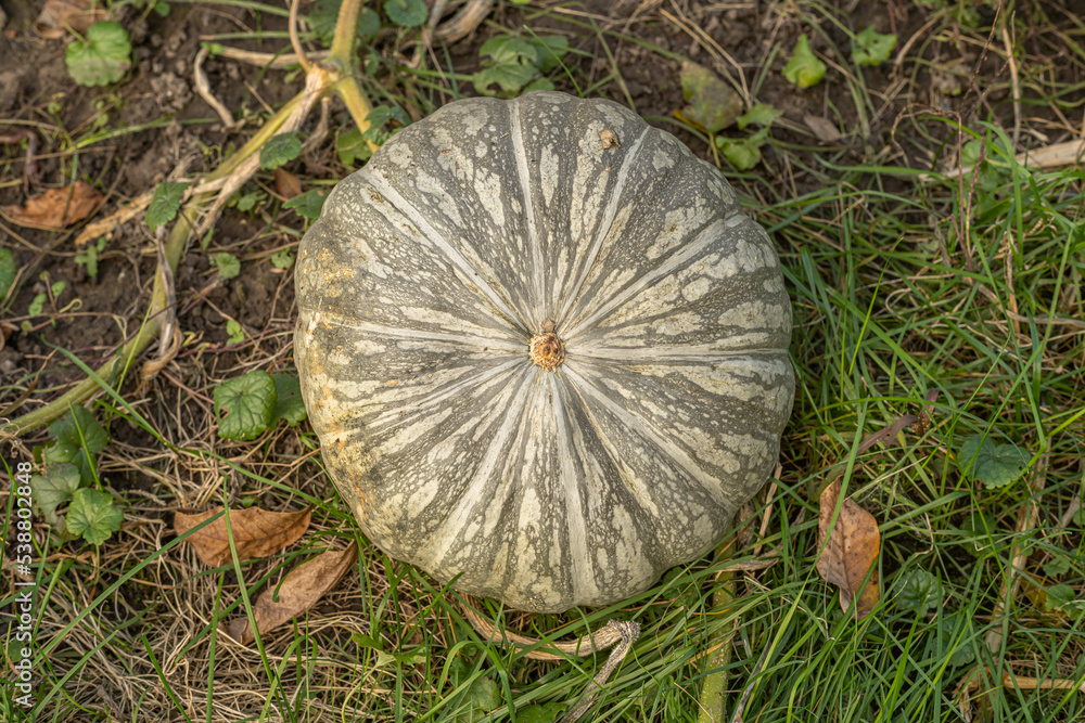 Kabocha pumpkin, on the farm, top view, close-up. Kabocha pumpkin, on the farm, top view, close-up.