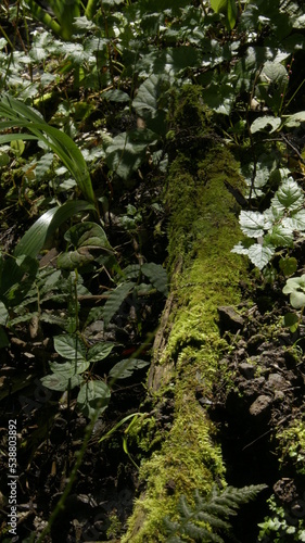 fern in the forest