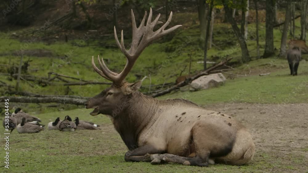 elk bull sitting and resting among other wildlife elk bull sitting and resting among other wildlife
