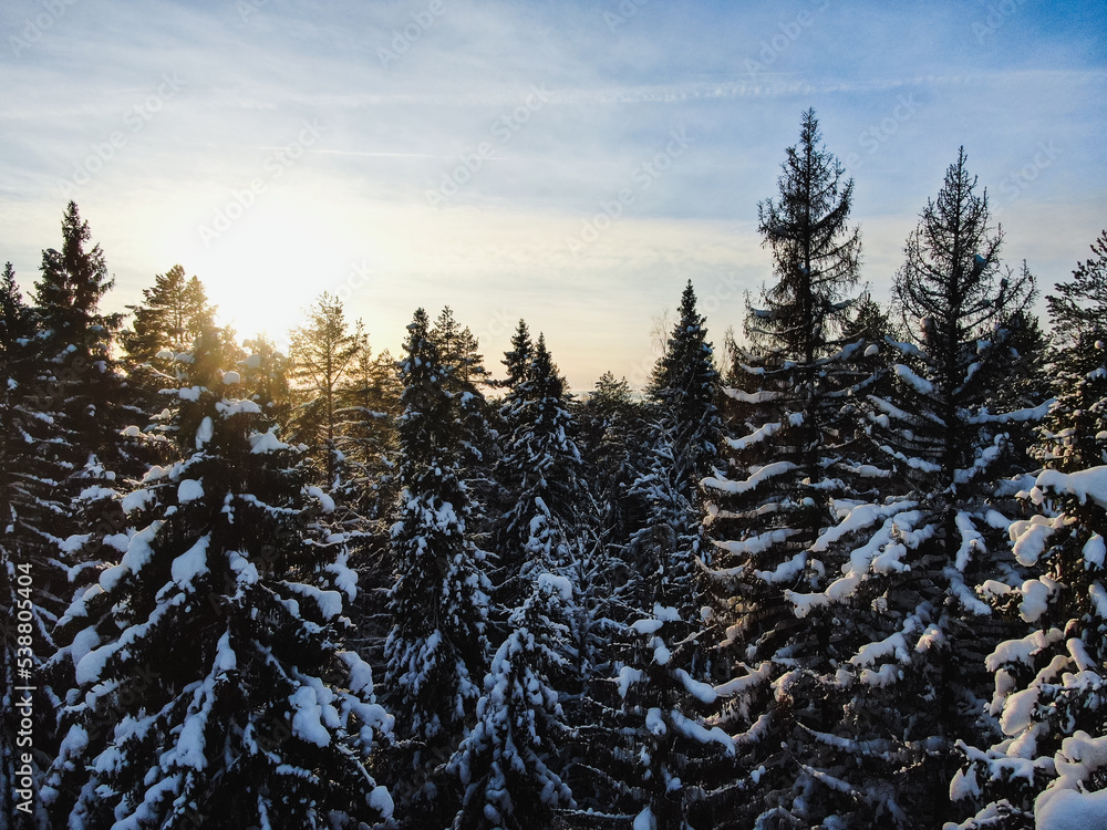 winter trees, ice, pines, sky
