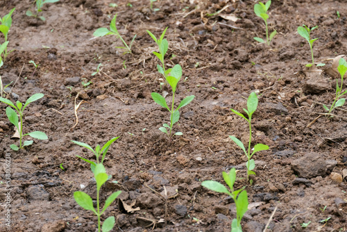 Pepper seedlings in the organic farms. Young plants of Vegetable pepper on a bed in the garden. New sprout on sunny day in the garden.