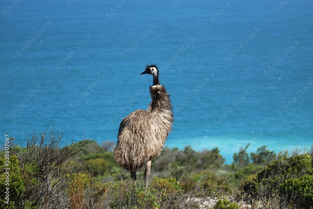 Emu in bushland with the ocean as backdrop in South Australia Emu in bushland with the ocean as backdrop in South Australia