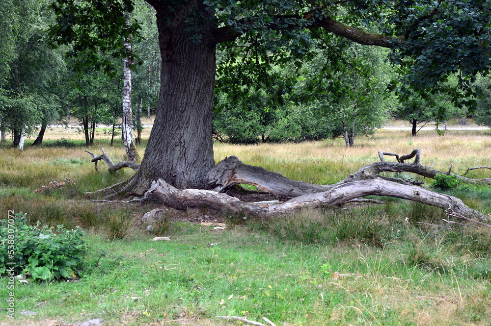 Tree in the Valley Büsenbachtal in the Heath Lüneburger Heide, Lower Taxony Tree in the Valley Büsenbachtal in the Heath Lüneburger Heide, Lower Taxony